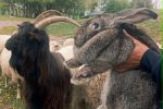 Mini Zoo – pramoga šeimoms su vaikais, vaikų gimtadieniams, renginukams!