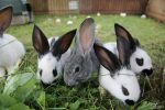 Mini Zoo – pramoga šeimoms su vaikais, vaikų gimtadieniams, renginukams!